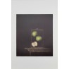 TOMOE YOKOI - Manzanas en cristal