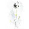 Ernesto Treccani - Flor