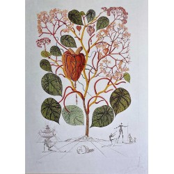SALVADOR DALI - Floridali. Begonia